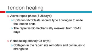 Tendon healing
 Active repair phase(5-28days):
 Epitenon fibroblasts secrete type I collagen to unite
the tendon ends
 The repair is biomechanically weakest from 10-15
days
 Remodeling phase(>28 days):
 Collagen in the repair site remodels and continues to
strenghten
 