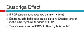 Quadriga Effect
 If FDP tendon advanced too distally( > 1cm)
 Entire muscle bells gets pulled distally. Creates tension
in the other “yoked” tendons of FDP.
 Tendon excursion of FDP of other digits is limited
 