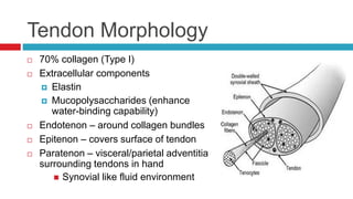 Tendon Morphology
 70% collagen (Type I)
 Extracellular components
 Elastin
 Mucopolysaccharides (enhance
water-binding capability)
 Endotenon – around collagen bundles
 Epitenon – covers surface of tendon
 Paratenon – visceral/parietal adventitia
surrounding tendons in hand
 Synovial like fluid environment
 
