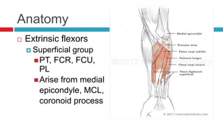 Anatomy
 Extrinsic flexors
 Superficial group
PT, FCR, FCU,
PL
Arise from medial
epicondyle, MCL,
coronoid process
 