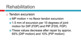 Rehabilitation
 Tendon excursion
 MP motion = no flexor tendon excursion
 1.5 mm of excursion per 10 degrees of joint
motion for DIP (FDP) and PIP (FDS, FDP)
 These values decrease after repair by approx.
65% (DIP motion) and 10% (PIP motion)
 