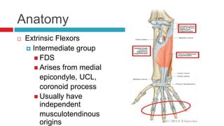 Anatomy
 Extrinsic Flexors
 Intermediate group
 FDS
 Arises from medial
epicondyle, UCL,
coronoid process
 Usually have
independent
musculotendinous
origins
 