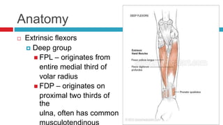 Anatomy
 Extrinsic flexors
 Deep group
 FPL – originates from
entire medial third of
volar radius
 FDP – originates on
proximal two thirds of
the
ulna, often has common
musculotendinous
 