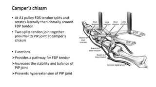 Camper’s chiasm
• At A1 pulley FDS tendon splits and
rotates laterally then dorsally around
FDP tendon
• Two splits tendon join together
proximal to PIP joint at camper’s
chiasm
• Functions
Provides a pathway for FDP tendon
Increases the stability and balance of
PIP joint
Prevents hyperextension of PIP joint
 