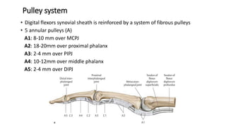 Pulley system
• Digital flexors synovial sheath is reinforced by a system of fibrous pulleys
• 5 annular pulleys (A)
A1: 8-10 mm over MCPJ
A2: 18-20mm over proximal phalanx
A3: 2-4 mm over PIPJ
A4: 10-12mm over middle phalanx
A5: 2-4 mm over DIPJ
 