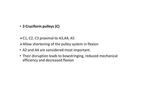 • 3 Cruciform pulleys (C)
C1, C2, C3 proximal to A3,A4, A5
Allow shortening of the pulley system in flexion
• A2 and A4 are considered most important.
• Their disruption leads to bowstringing, reduced mechanical
efficiency and decreased flexion
 