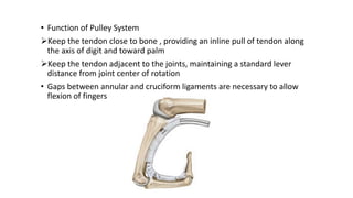 • Function of Pulley System
Keep the tendon close to bone , providing an inline pull of tendon along
the axis of digit and toward palm
Keep the tendon adjacent to the joints, maintaining a standard lever
distance from joint center of rotation
• Gaps between annular and cruciform ligaments are necessary to allow
flexion of fingers
 