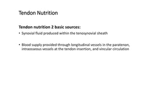 Tendon Nutrition
Tendon nutrition 2 basic sources:
• Synovial fluid produced within the tenosynovial sheath
• Blood supply provided through longitudinal vessels in the paratenon,
intraosseous vessels at the tendon insertion, and vincular circulation
 
