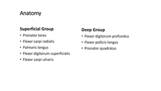 Anatomy
Superficial Group
• Pronator teres
• Flexor carpi radialis
• Palmaris longus
• Flexor digitorum superficialis
• Flexor carpi ulnaris
Deep Group
• Flexor digitorum profundus
• Flexor pollicis longus
• Pronator quadratus
 