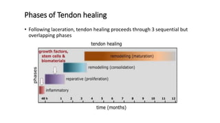 Phases of Tendon healing
• Following laceration, tendon healing proceeds through 3 sequential but
overlapping phases
 