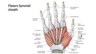 Flexors Synovial
sheath
 