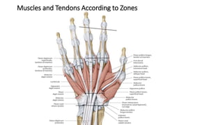 Muscles and Tendons According to Zones
 