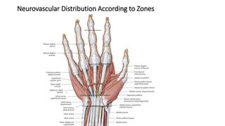 Neurovascular Distribution According to Zones
 