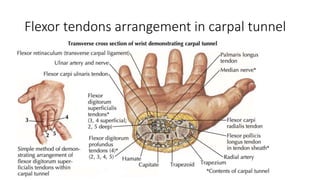 Flexor tendons arrangement in carpal tunnel
 