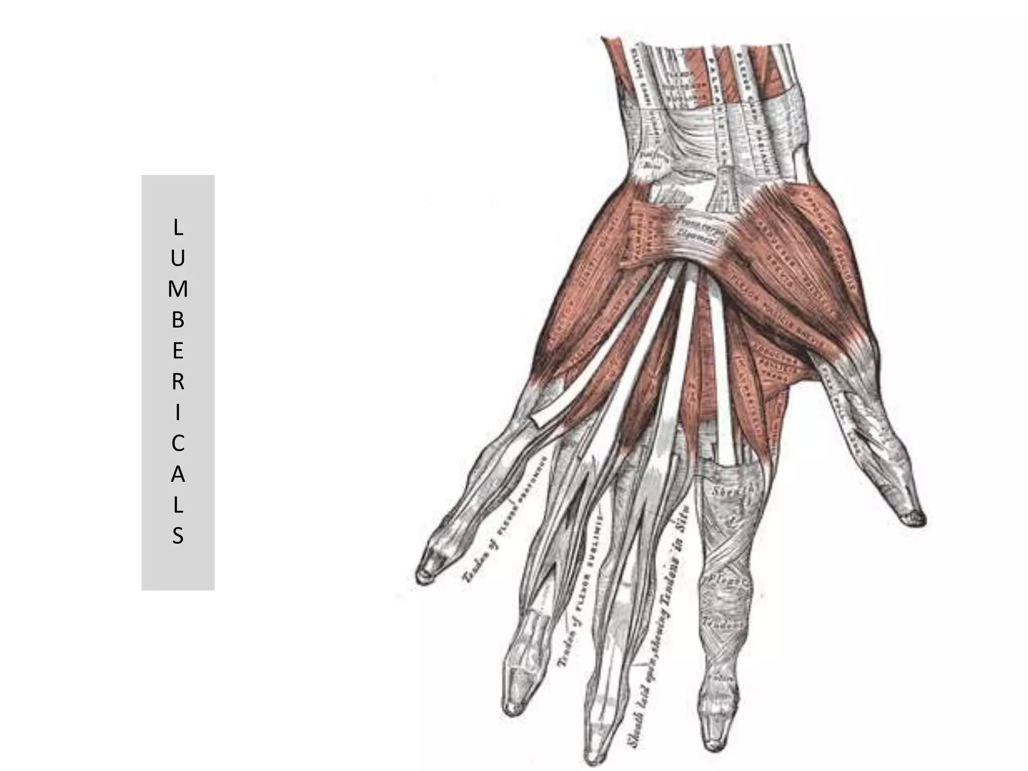 L
U
M
B
E
R
I
C
A
L
S
 