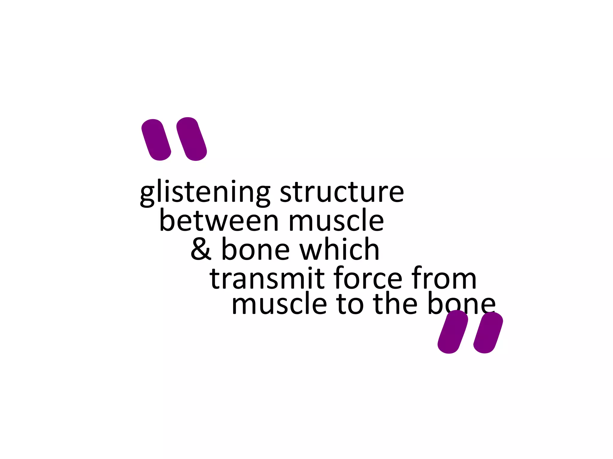 “
glistening structure
 between muscle
     & bone which




                     ”
      transmit force from
        muscle to the bone
 