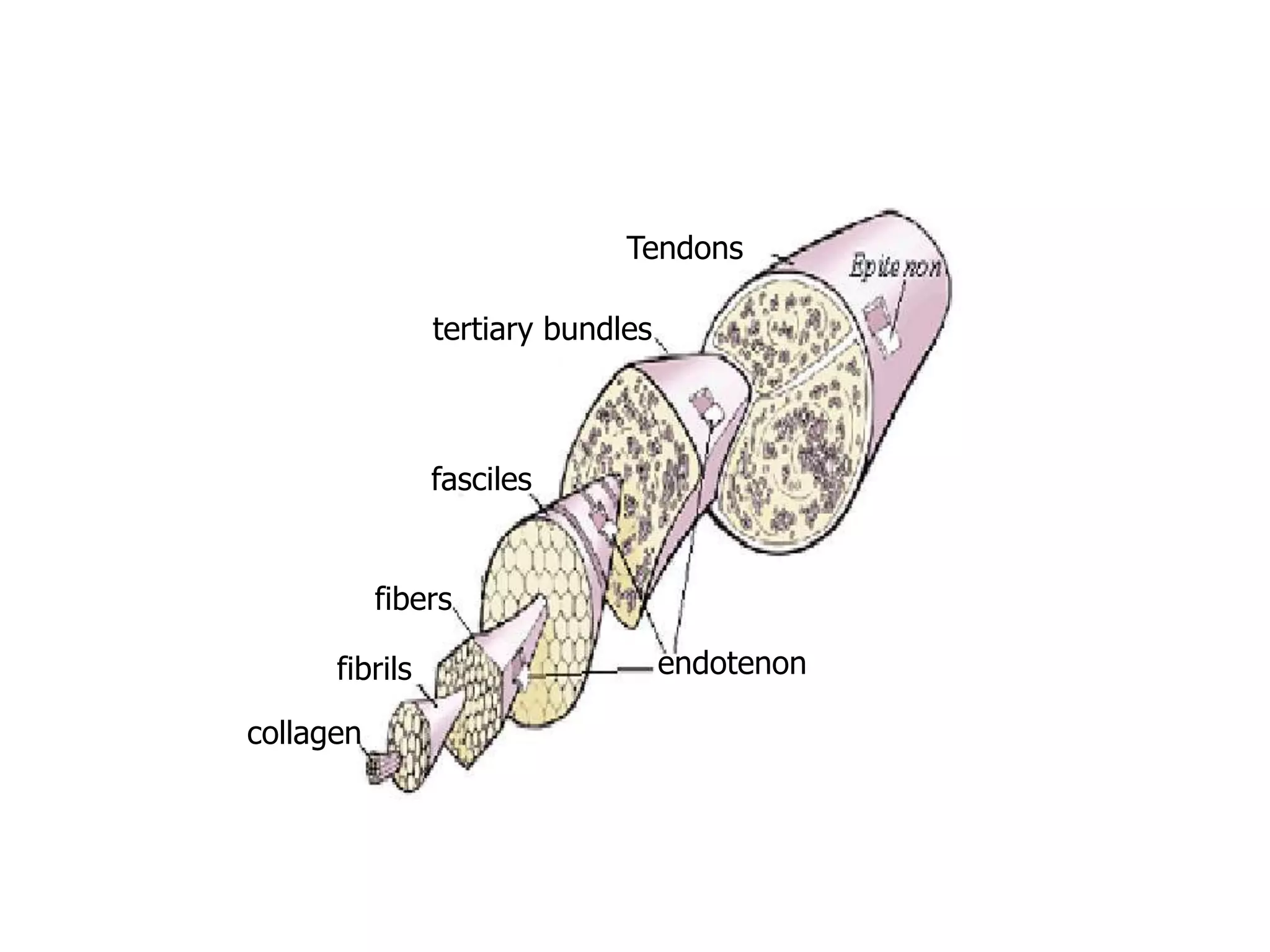Tendons

                tertiary bundles



                fasciles


           fibers

      fibrils                      endotenon

collagen
 