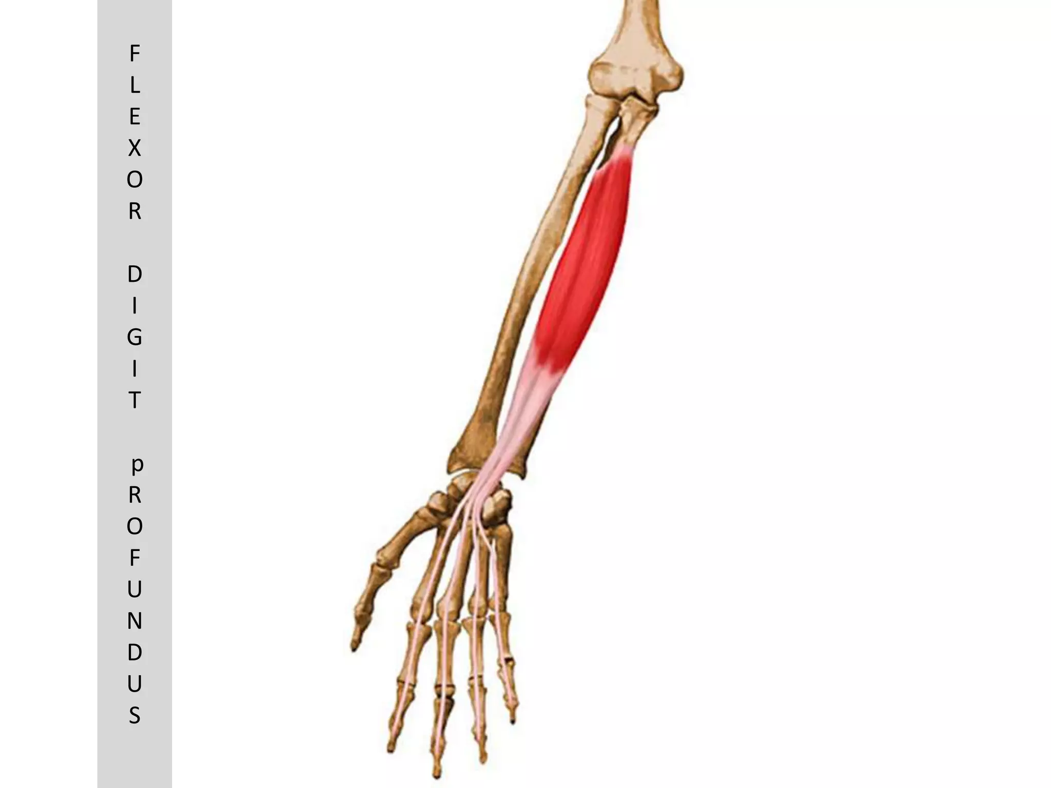 F
L
E
X
O
R

D
I
G
I
T

p
R
O
F
U
N
D
U
S
 