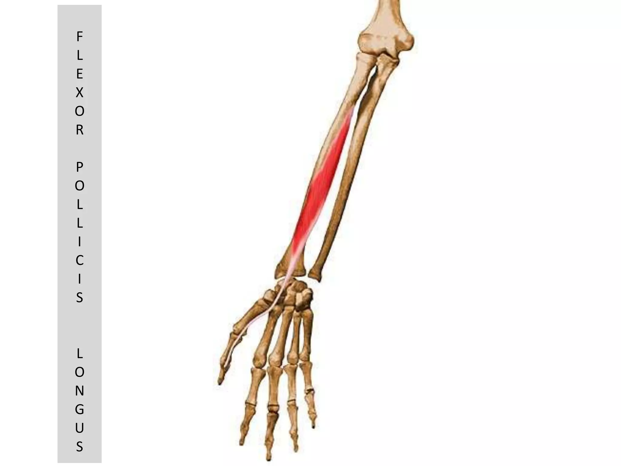 F
L
E
X
O
R

P
O
L
L
I
C
I
S


L
O
N
G
U
S
 