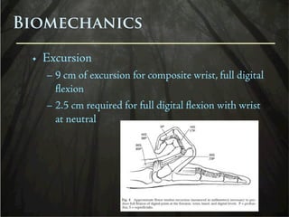 Extensor Excursion Flexor Tendons - Anatomy, Injury, Treatment | KEY