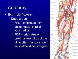 Flexor tendon injuries(1) | PPT