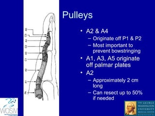 Flexor tendon injuries of the hand | PPT