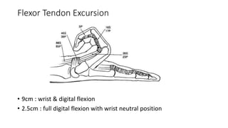 Extensor Excursion Flexor tendon injury, management and rehabilitation | PPTX