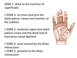 ZONE 1- distal to the insertion of
superficialis
• ZONE 2- no mans land b/w the
distal palmar crease and insertion of
the sublimis
• ZONE 3- lumbrical region b/w distal
palmar crease and the distal end of
transverse carpal ligament
• ZONE 4- zone covered by the flexor
retinaculum
• ZONE 5- proximal to the flexor
retinaculum
 