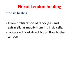 Flexor tendon healing
Intrinsic healing
- From prolifaration of tenocytes and
extracellular matrix from intrinsic cells.
- occurs without direct blood flow to the
tendon
 