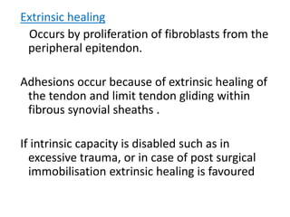 Extrinsic healing
Occurs by proliferation of fibroblasts from the
peripheral epitendon.
Adhesions occur because of extrinsic healing of
the tendon and limit tendon gliding within
fibrous synovial sheaths .
If intrinsic capacity is disabled such as in
excessive trauma, or in case of post surgical
immobilisation extrinsic healing is favoured
 