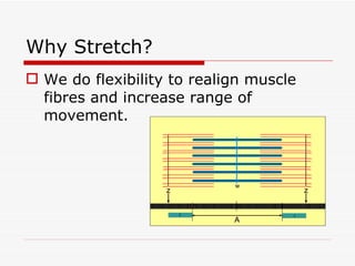 Why Stretch? We do flexibility to realign muscle fibres and increase range of movement. 