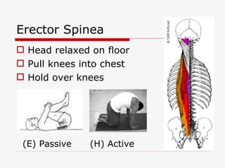 Erector Spinea Head relaxed on floor Pull knees into chest Hold over knees (H) Active  (E) Passive 