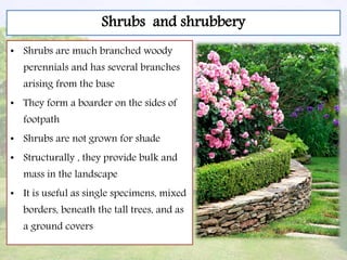 Shrubs and shrubbery
• Shrubs are much branched woody
perennials and has several branches
arising from the base
• They form a boarder on the sides of
footpath
• Shrubs are not grown for shade
• Structurally , they provide bulk and
mass in the landscape
• It is useful as single specimens, mixed
borders, beneath the tall trees, and as
a ground covers
 