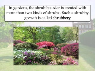 In gardens, the shrub boarder is created with
more than two kinds of shrubs . Such a shrubby
growth is called shrubbery
 