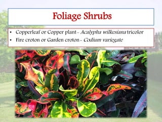 Foliage Shrubs
• Copperleaf or Copper plant- Acalypha wilkesiana tricolor
• Fire croton or Garden croton- Codium variegate
 
