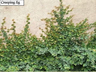 Creeping fig
 