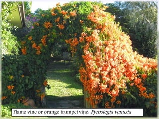 Flame vine or orange trumpet vine: Pyrostegia venusta
 