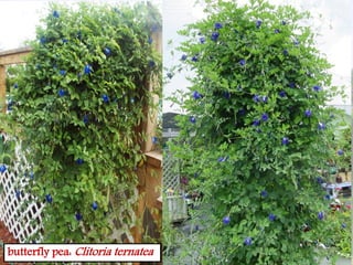 butterfly pea: Clitoria ternatea
 