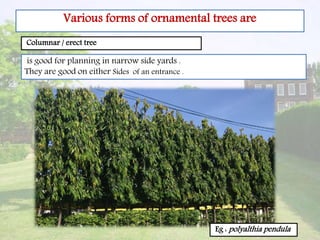 Various forms of ornamental trees are
is good for planning in narrow side yards .
They are good on either Sides of an entrance .
Columnar / erect tree
Eg : polyalthia pendula
 