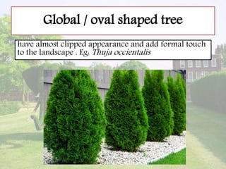 Global / oval shaped tree
have almost clipped appearance and add formal touch
to the landscape . Eg: Thuja occientalis
 