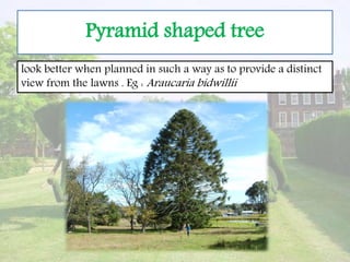 Pyramid shaped tree
look better when planned in such a way as to provide a distinct
view from the lawns . Eg : Araucaria bidwillii
 