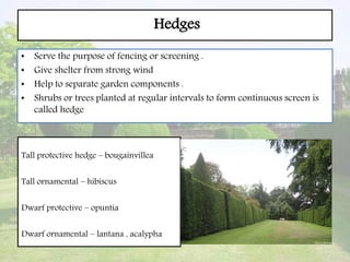 Hedges
• Serve the purpose of fencing or screening .
• Give shelter from strong wind
• Help to separate garden components .
• Shrubs or trees planted at regular intervals to form continuous screen is
called hedge
Tall protective hedge – bougainvillea
Tall ornamental – hibiscus
Dwarf protective – opuntia
Dwarf ornamental – lantana , acalypha
 