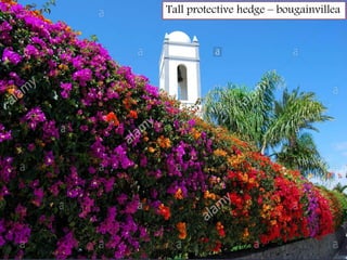 Tall protective hedge – bougainvillea
 