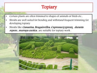 Topiary
• Certain plants are often trimmed to shapes of animals or birds etc.,
• Shrubs are well suited for bending and withstand frequent trimming for
developing topiary
• Shrubs like Casuarina, Bougainvillea, Cupressus (cypress), duranta
repens , murraya exotica , are suitable for topiary work .
 