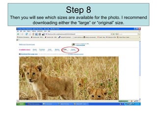 Step 8 Then you will see which sizes are available for the photo. I recommend downloading either the “large” or “original” size. 