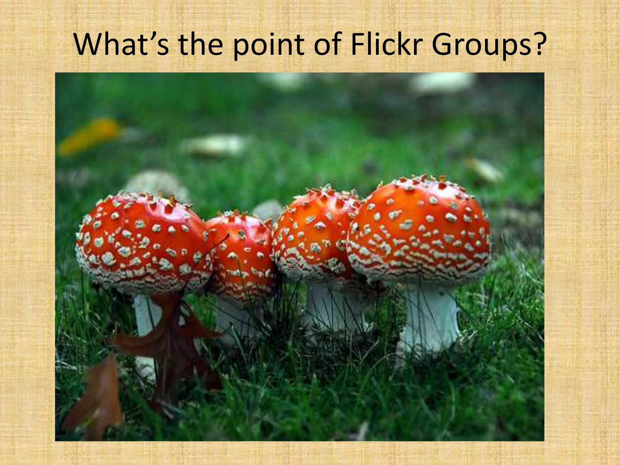 What’s the point of Flickr Groups?
 