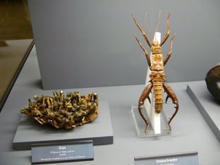 Fliegende juwelen kappe