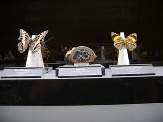 Fliegende juwelen kappe