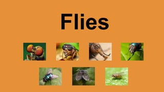 Flies 
 