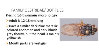 Bhat Fly PPT ON FLIES AND MYIASIS MORPHOLOGY, AND MEDICAL IMPORTANCE | PPTX